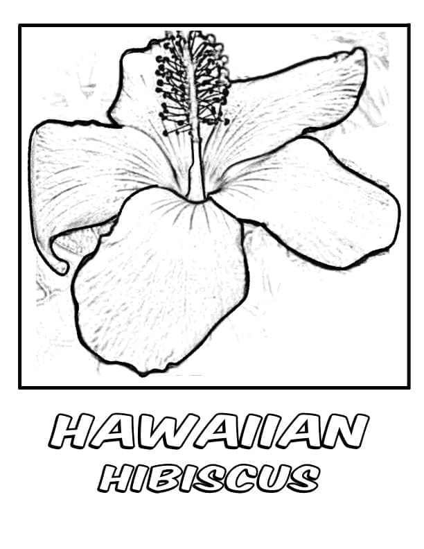 Hawaiian Bunga Sepatu