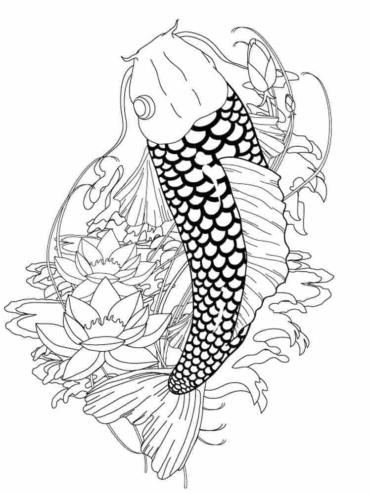 Ikan Koi Cantik