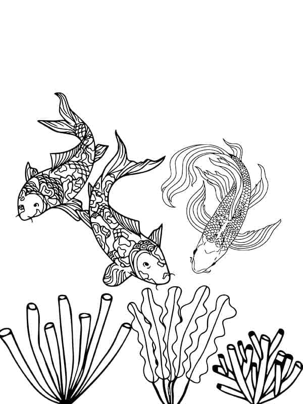 Ikan Koi sedang Berenang