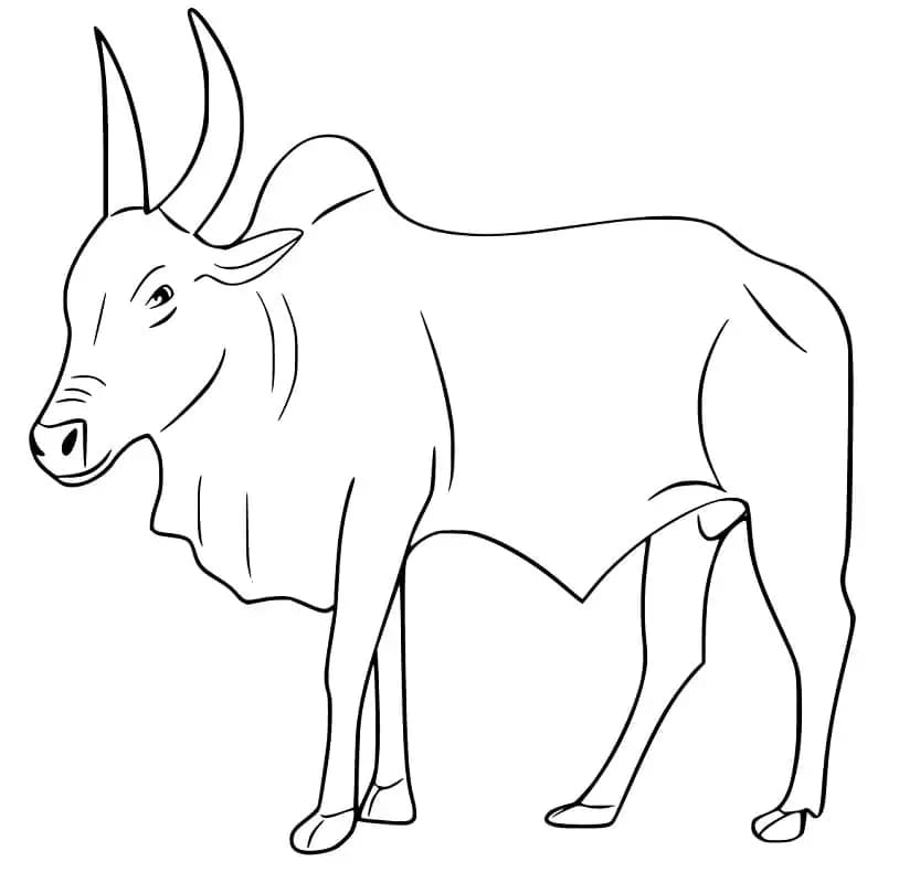 Banteng 6