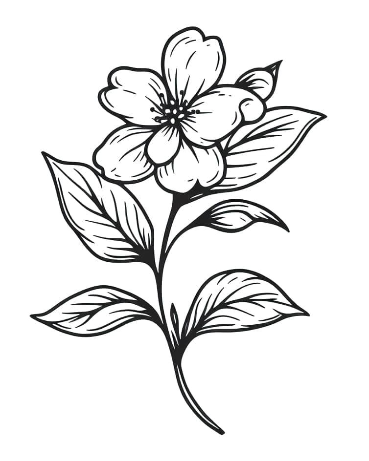 Bunga Melati yang Indah