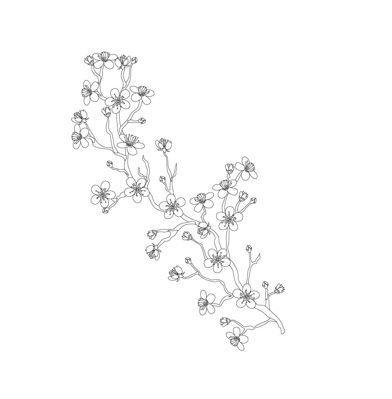 Bunga sakura Sempurna