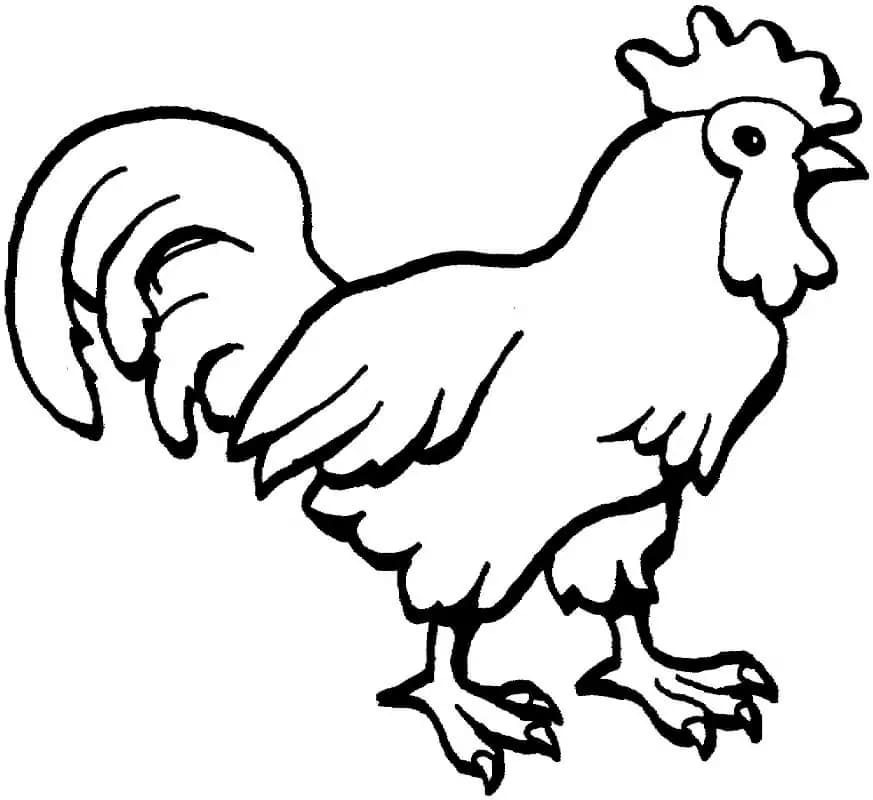 Gambar Ayam Jantan