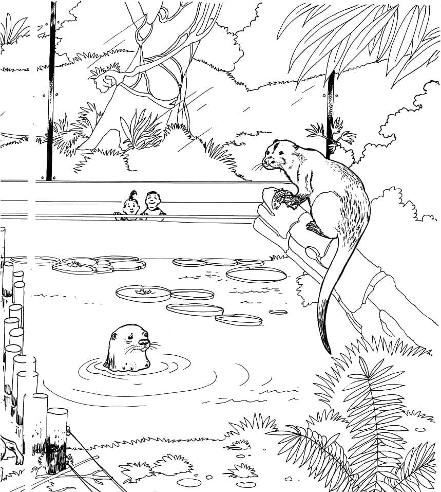 Berang-berang Sungai Di Kebun Binatang