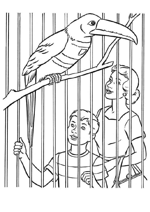 Burung Toucan Di Kebun Binatang