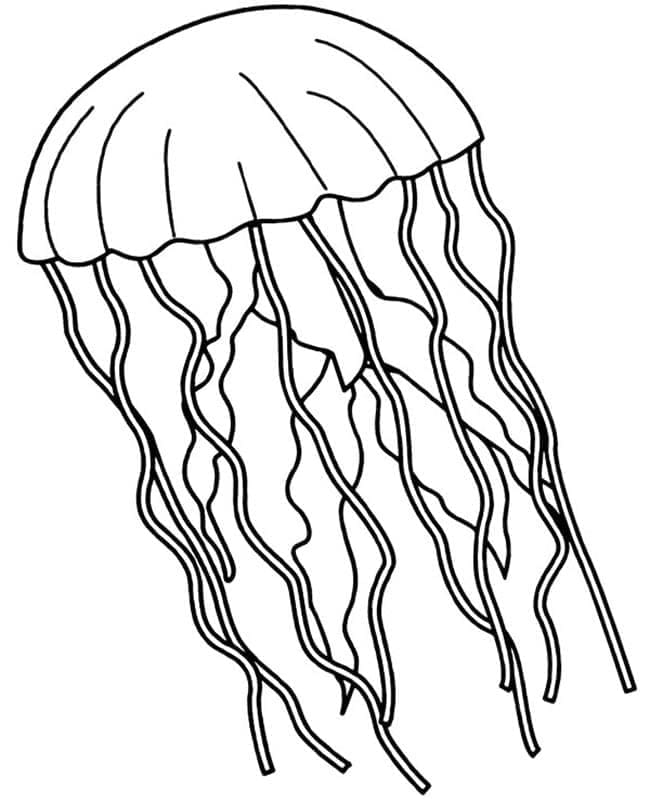 Menggambar Ubur Ubur