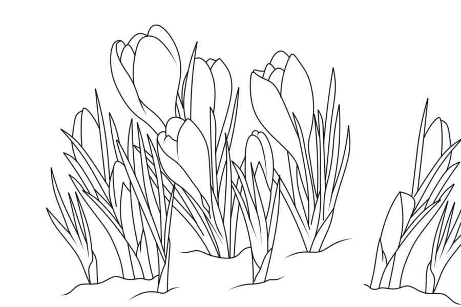 Gambar Bunga Musim Semi