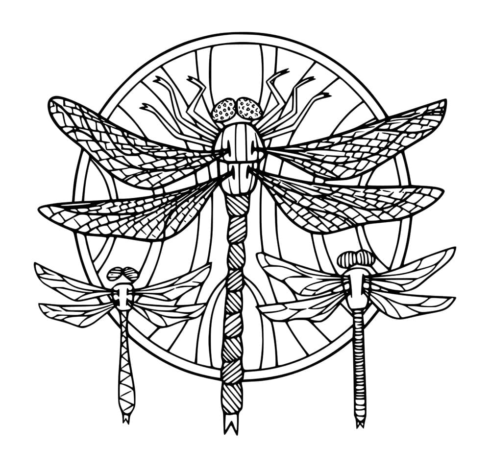 Capung Besar dan Capung Kecil