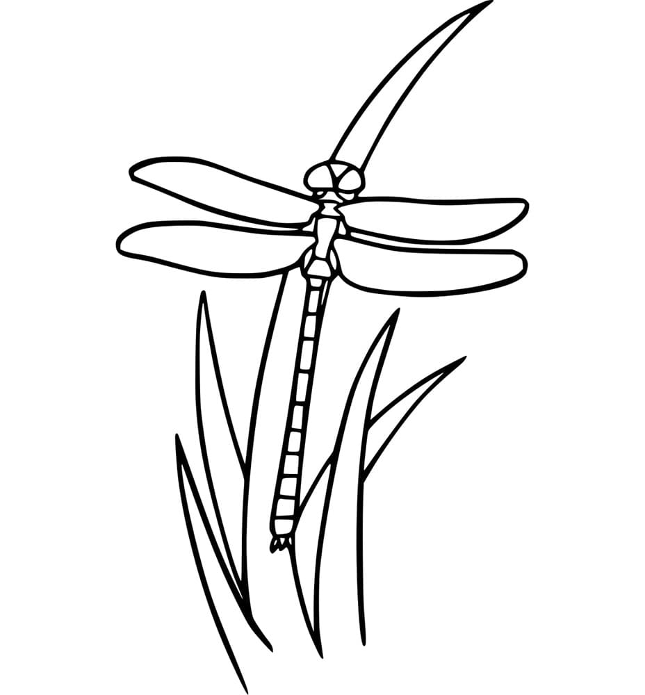 Capung di atas Rumput