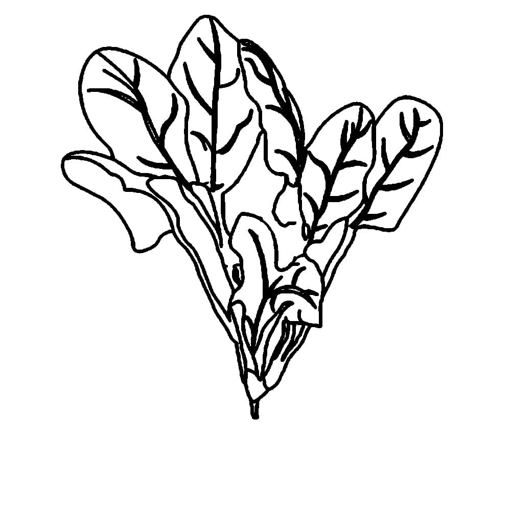 Garis besar Sayur Bayam