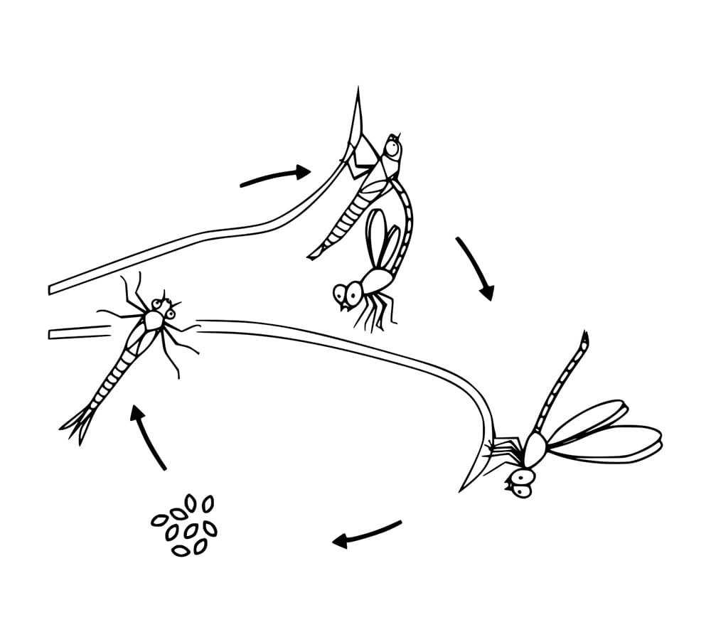 Lingkaran Kehidupan Capung