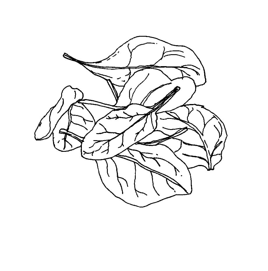 Menggambar Sayur Bayam