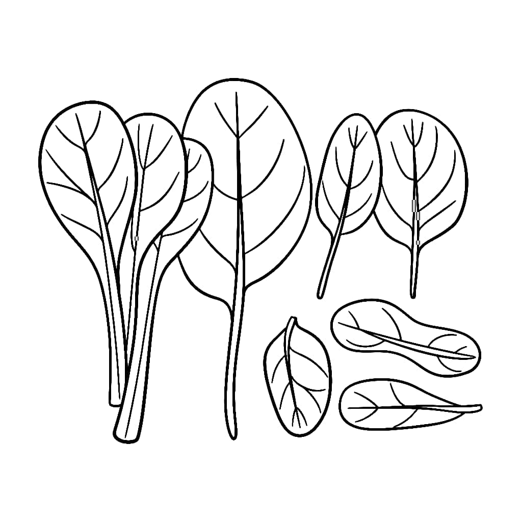 Sayur Bayam banyak bentuknya