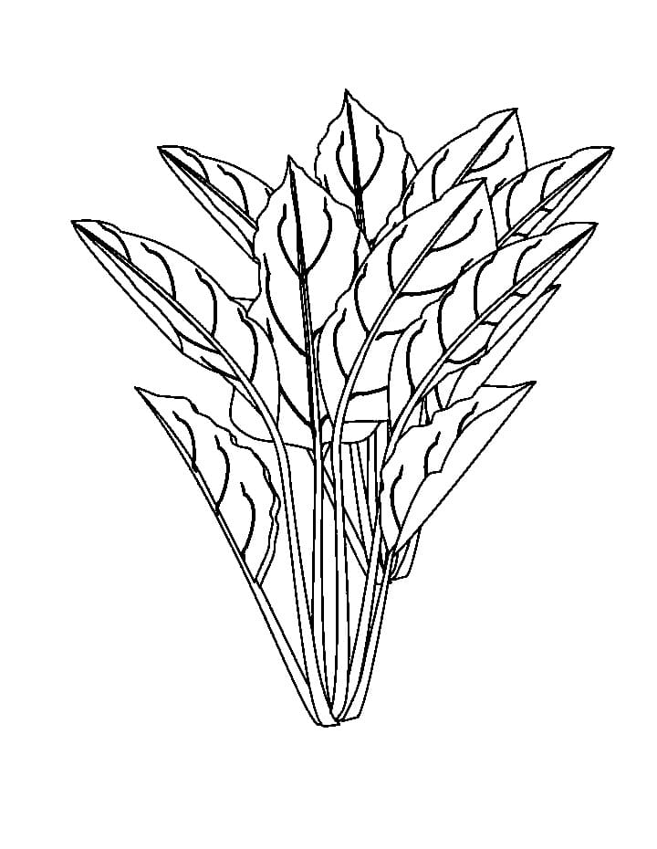 Sayur Bayam cetak gratis