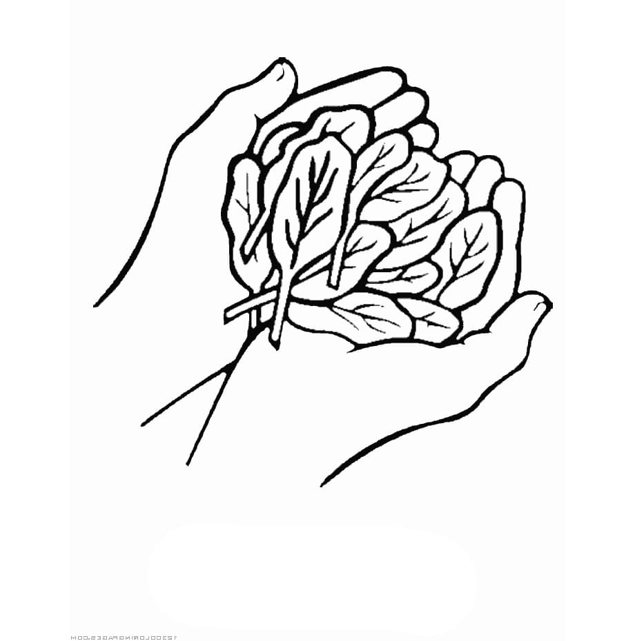 Sayur Bayam di tangan