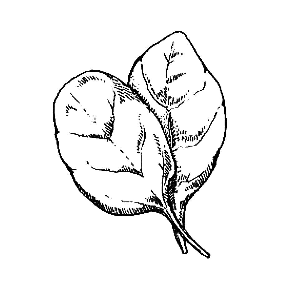 Sayur Bayam Dua Daun