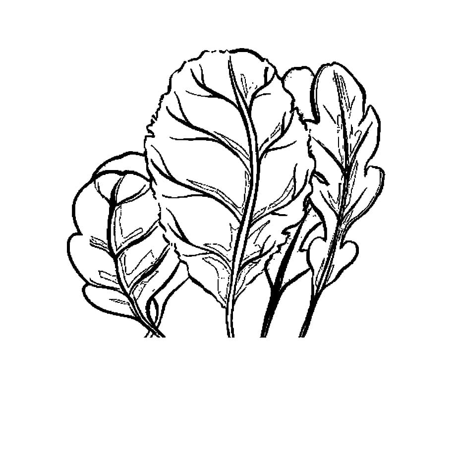 Sayur Bayam yang dapat dicetak