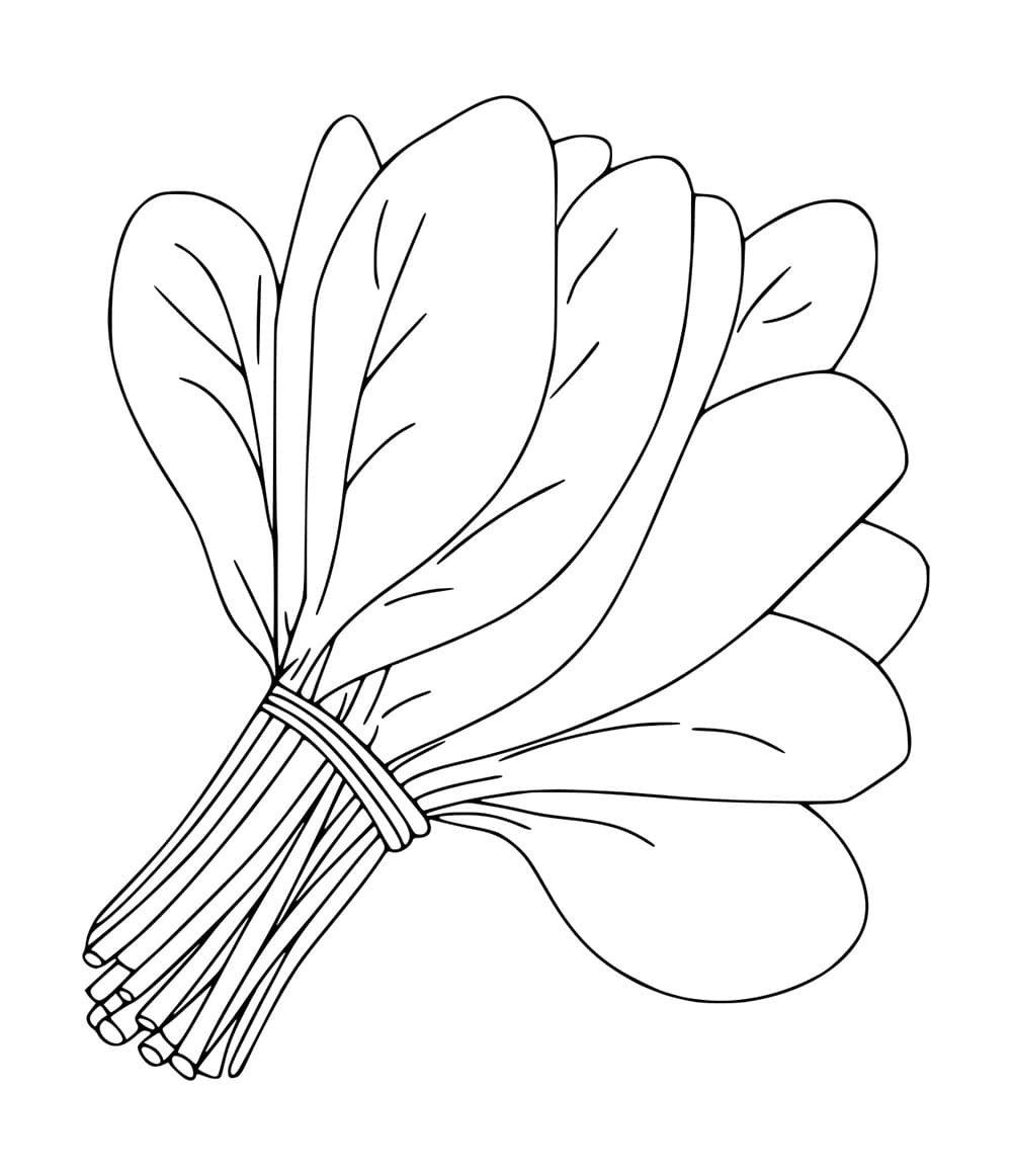 Sayur Bayam yang Enak