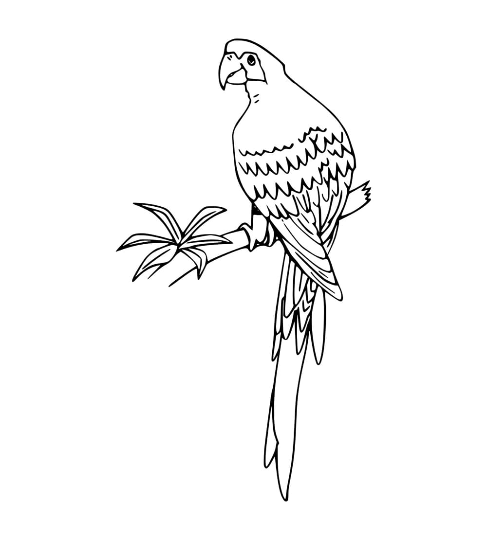 Burung Beo Cantik di Cabang Pohon