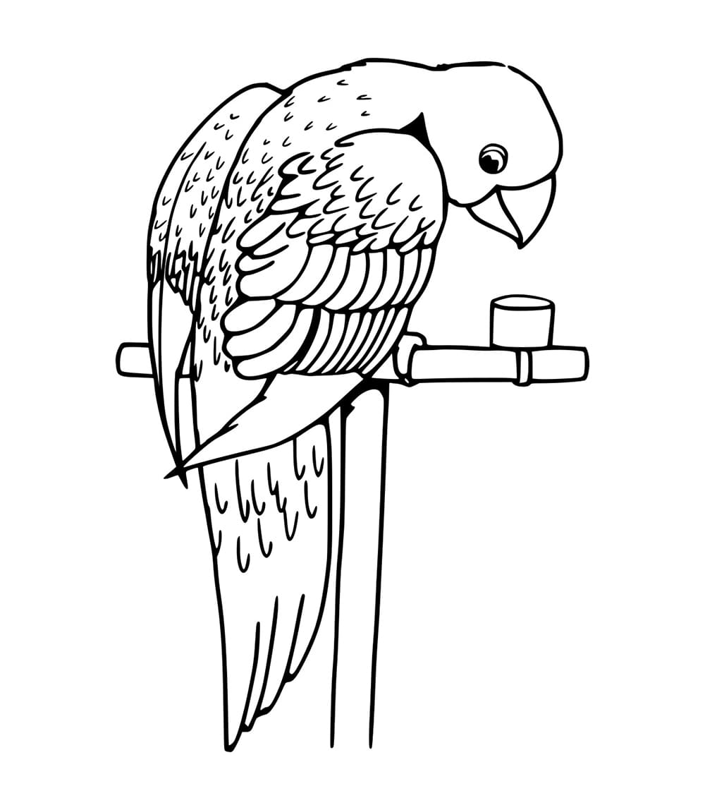 Burung Beo Mudah di Tiang