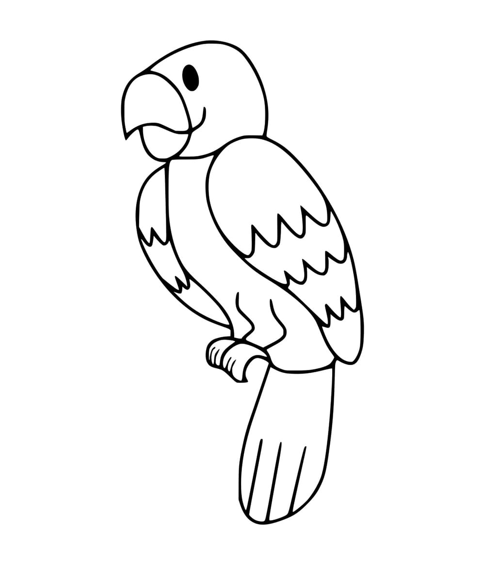 Burung Beo Sangat Sederhana