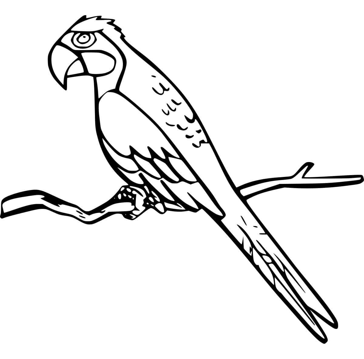 Burung Beo Sederhana di Cabang