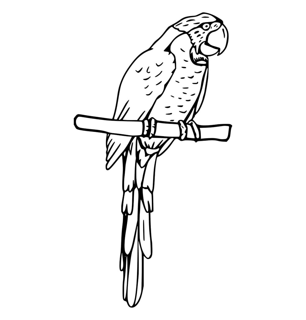 Burung Beo Sederhana di Tiang