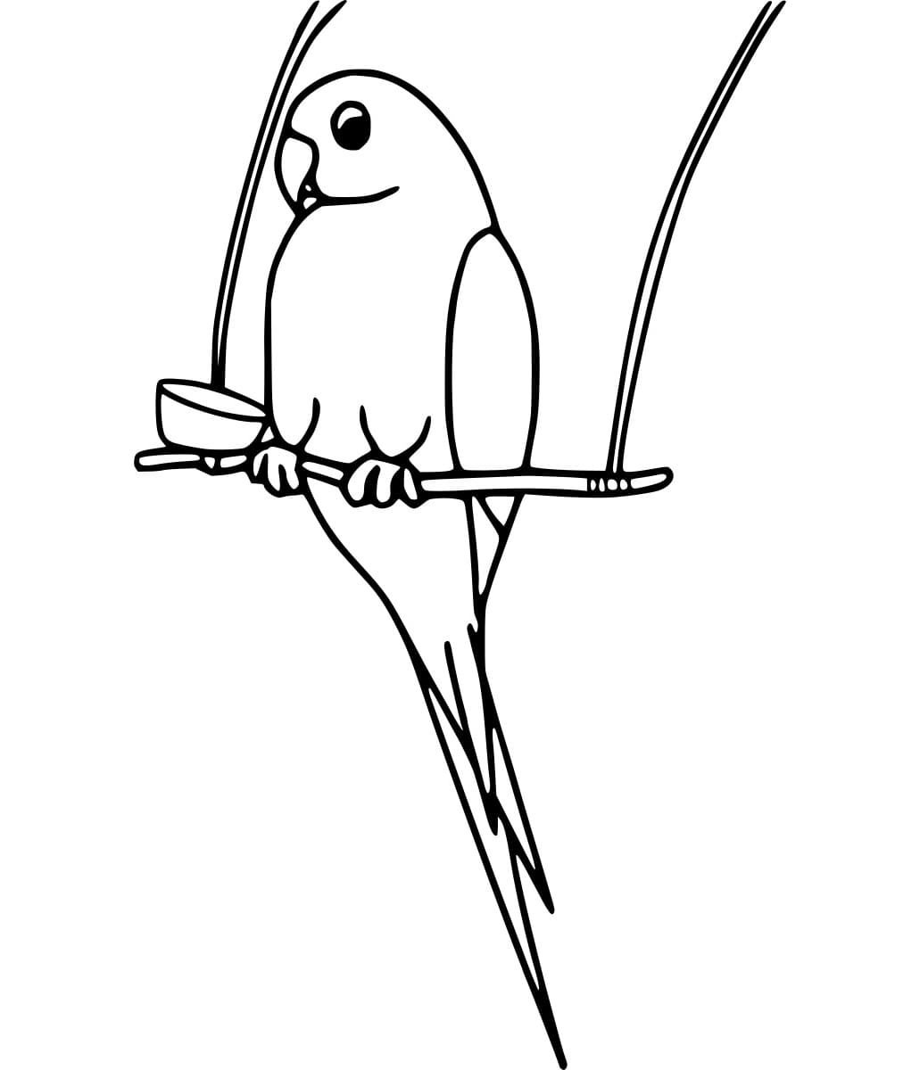 Burung Beo yang Mudah di Ayunan