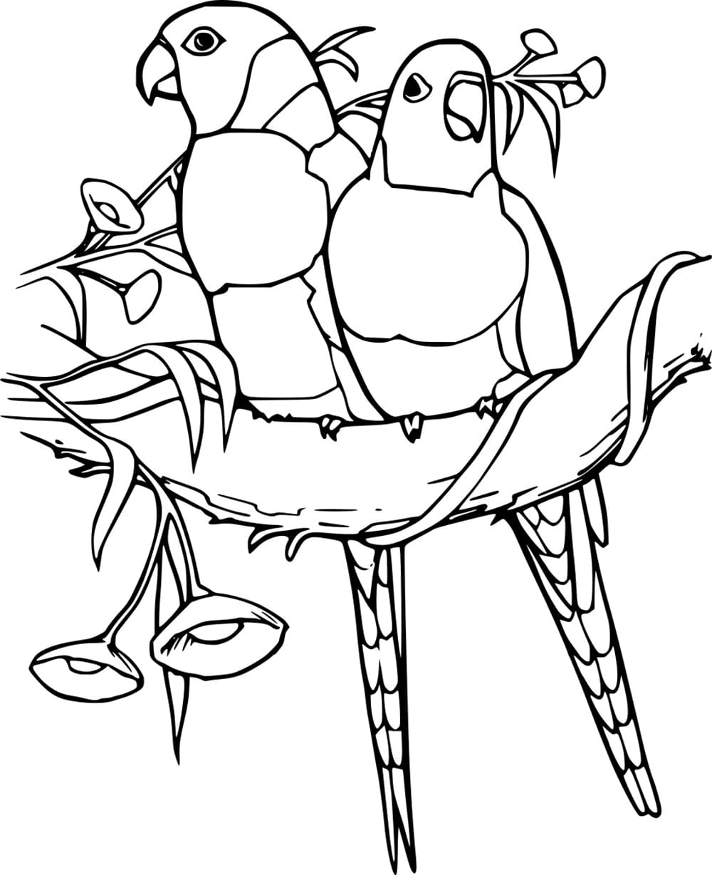 Dua Burung Beo di Pohon