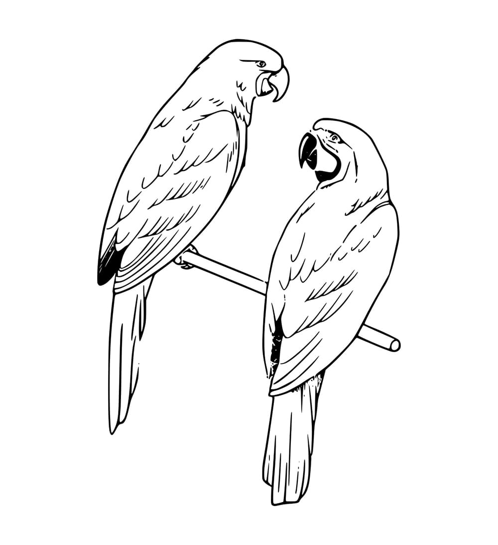 Dua Burung Beo di Tiang