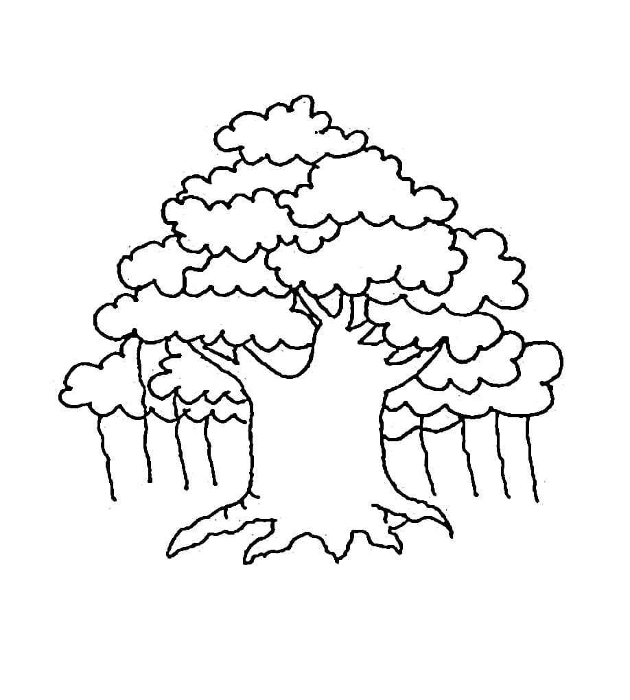 Gambar Pohon Beringin