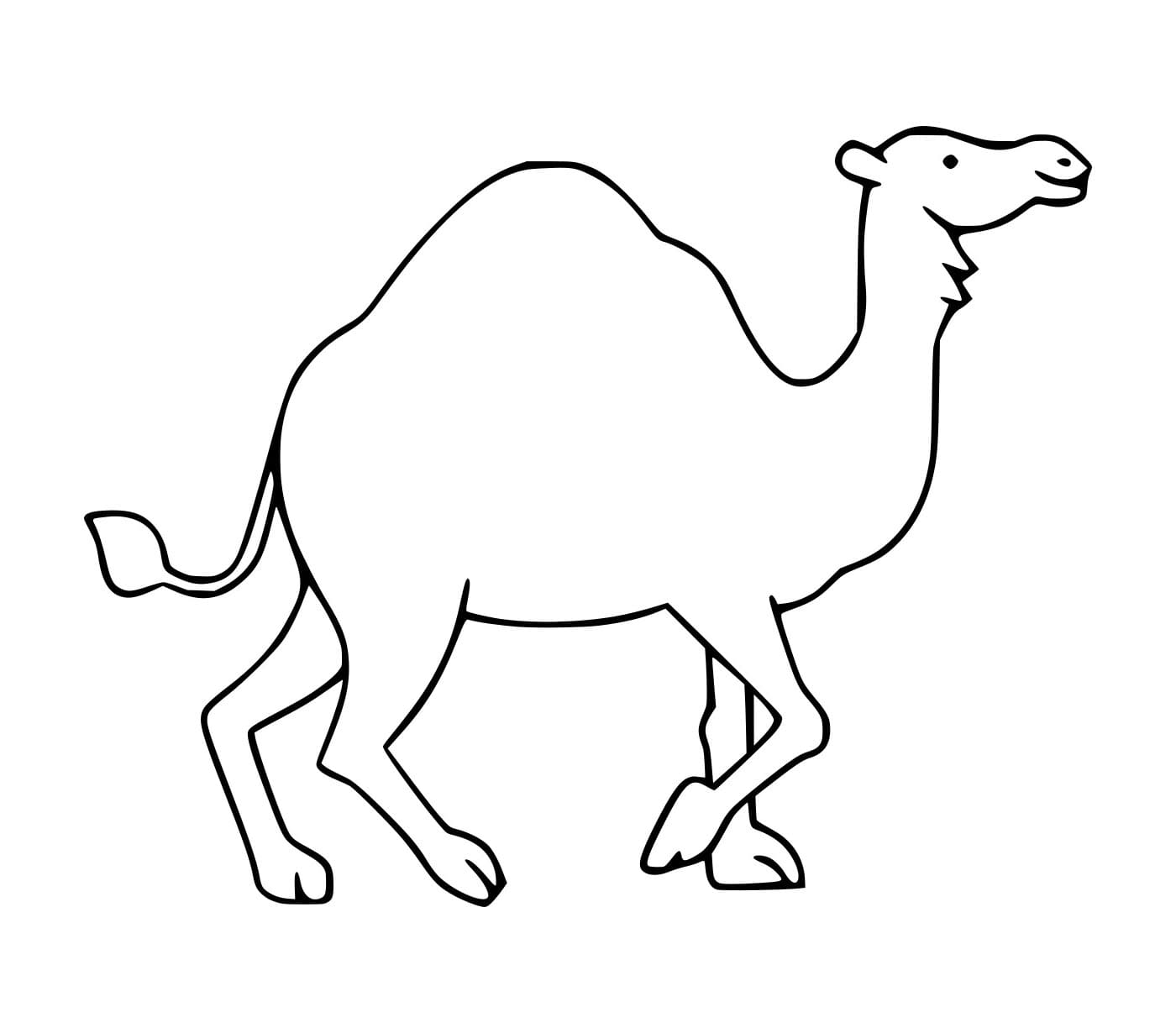 Gambar Unta Berjalan