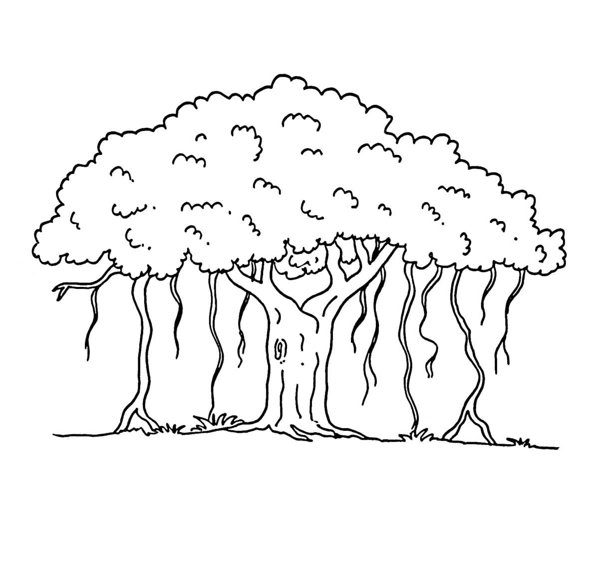 Pohon beringin biasa