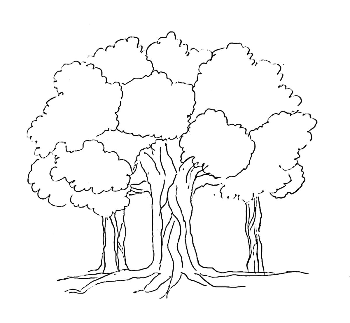 Pohon beringin dengan banyak kanopi