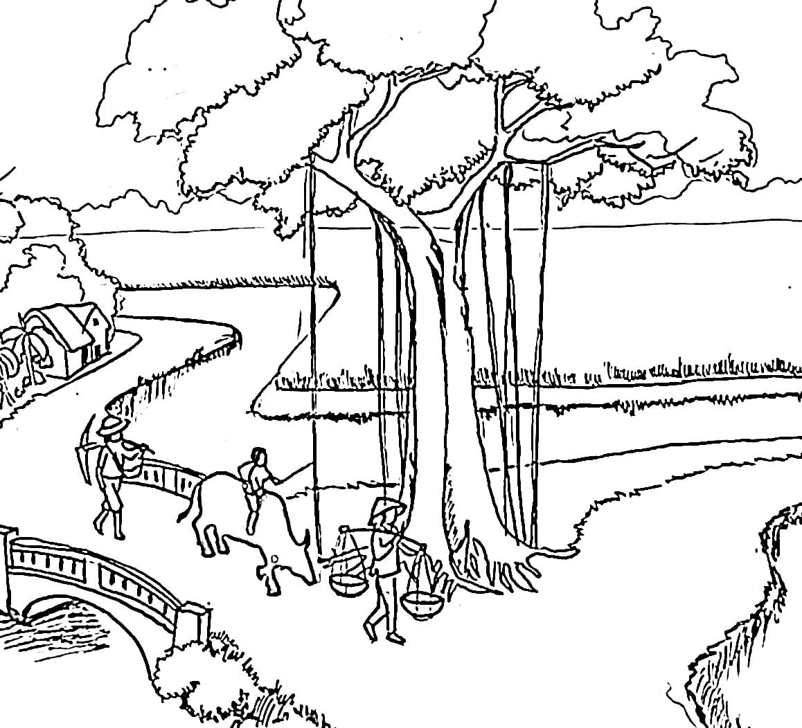 Pohon beringin di pedesaan