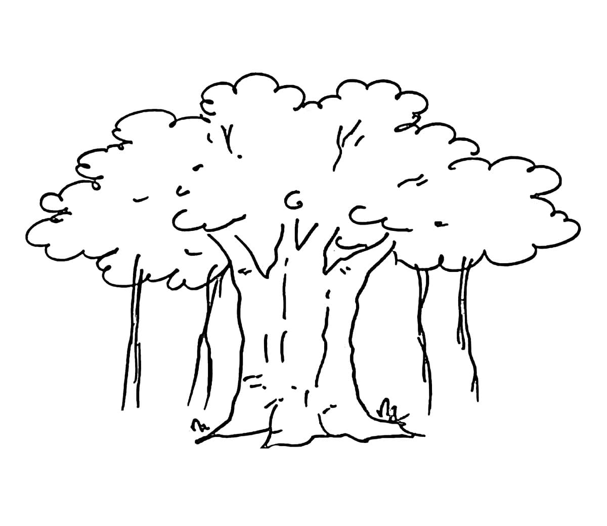 Pohon beringin itu cukup sederhana