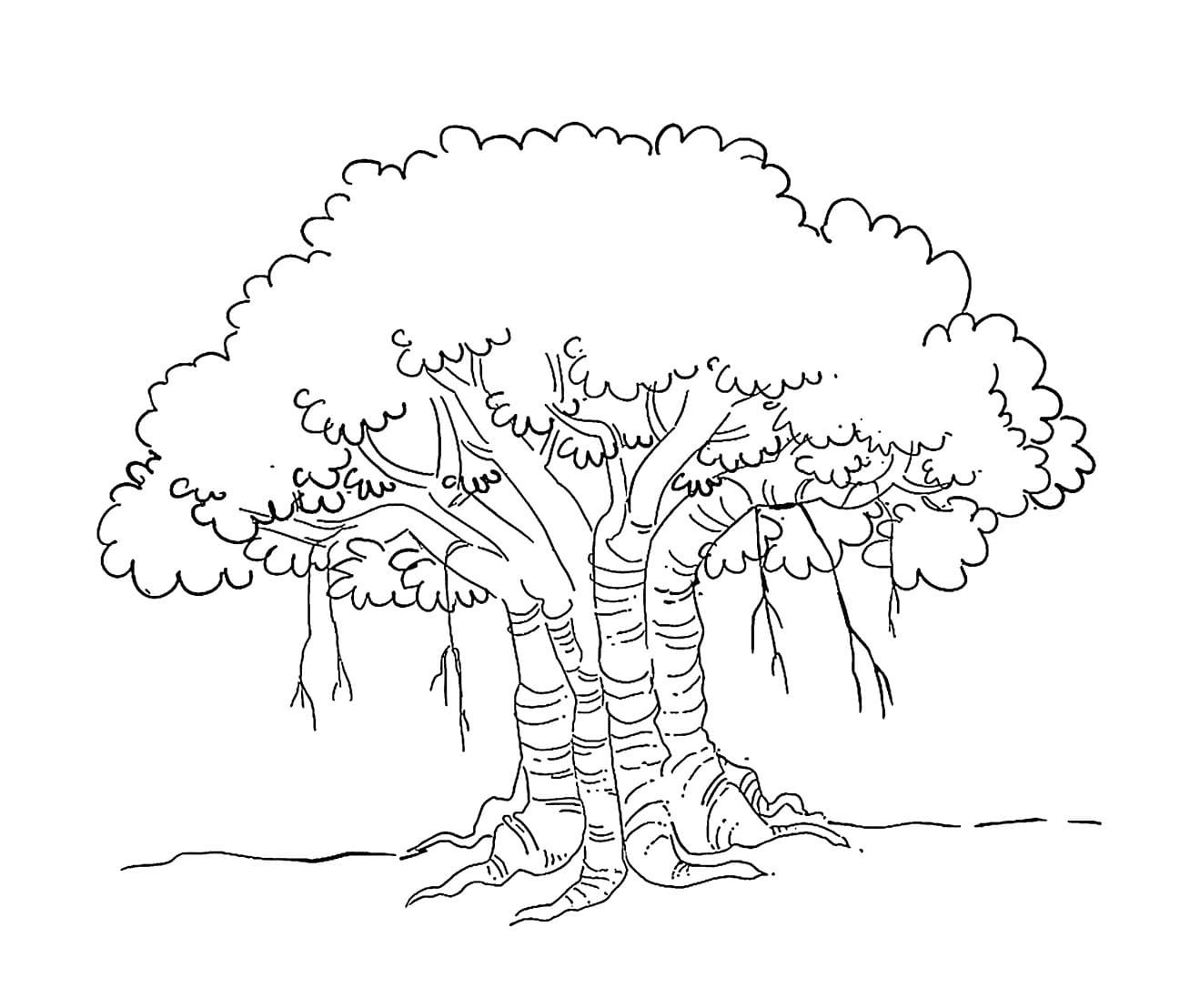 Pohon beringin itu kasar