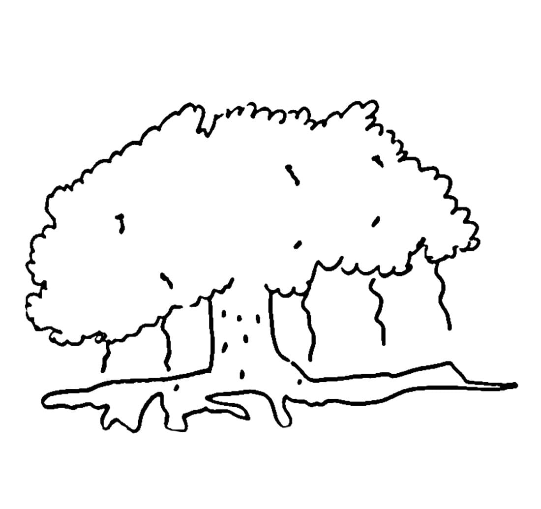 Pohon beringin itu pendek