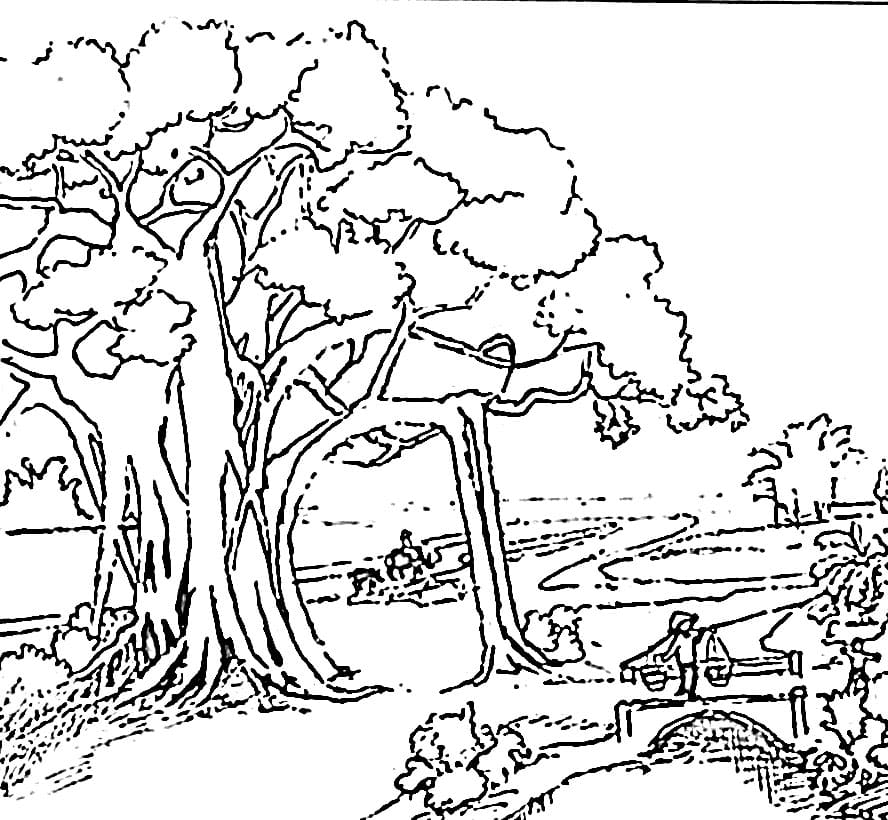 Pohon Beringin Kampung Halaman