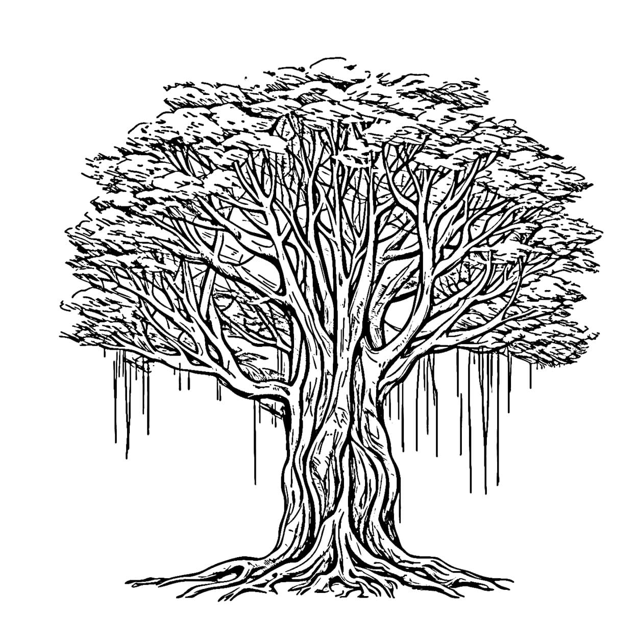 Pohon beringin untuk dewasa