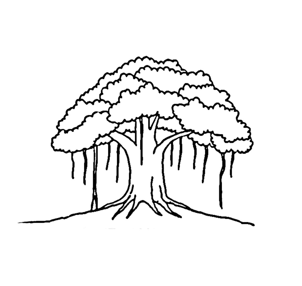 Pohon beringin yang indah