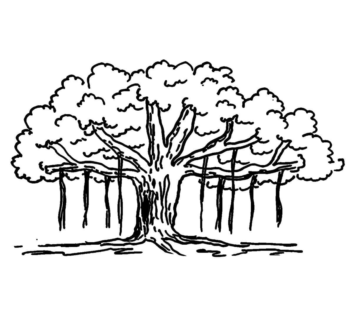 Sketsa Pohon Beringin