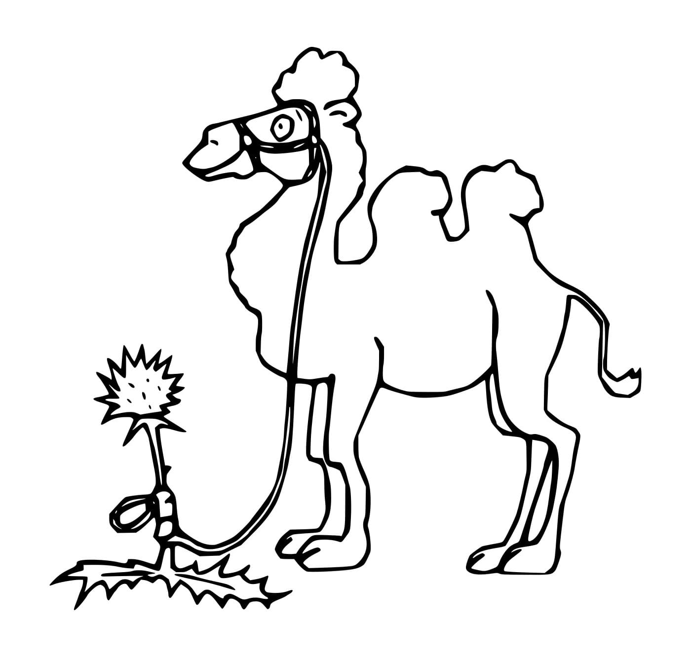 Unta Baktria dan Bunga