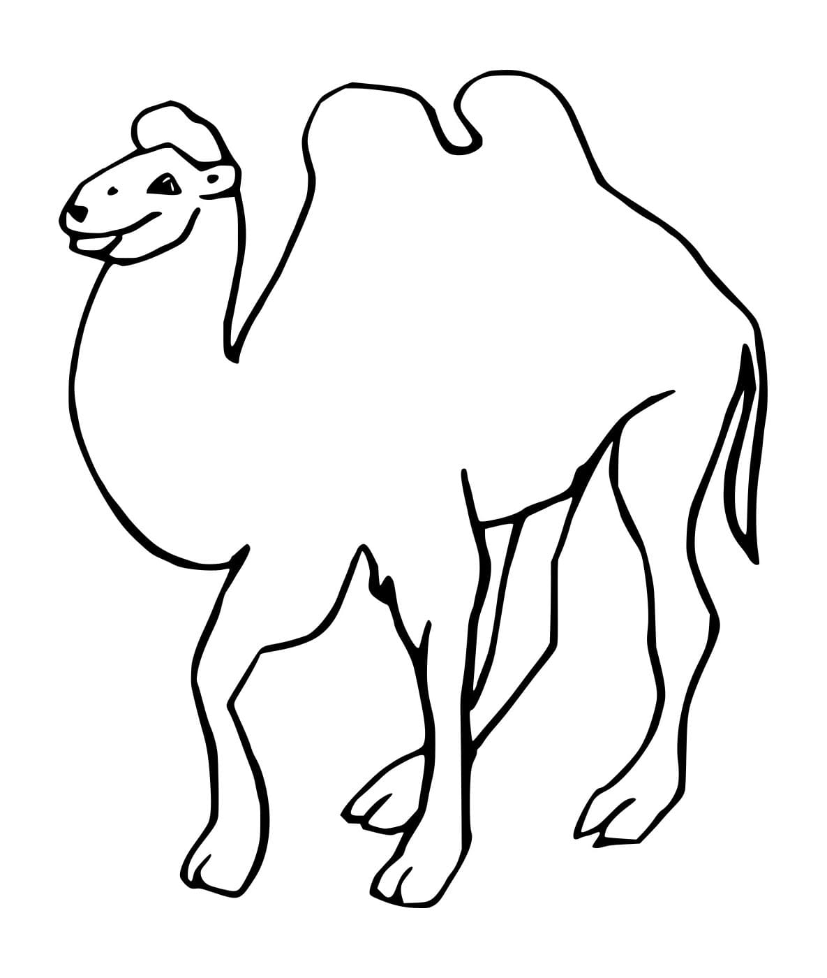 Unta Baktria yang Gemuk