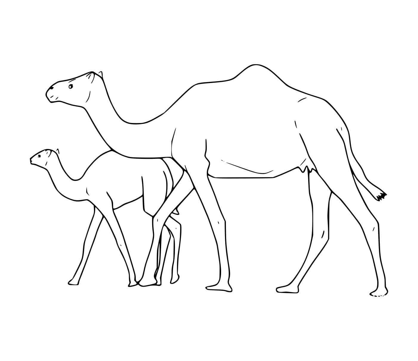 Unta Besar dan Unta Kecil