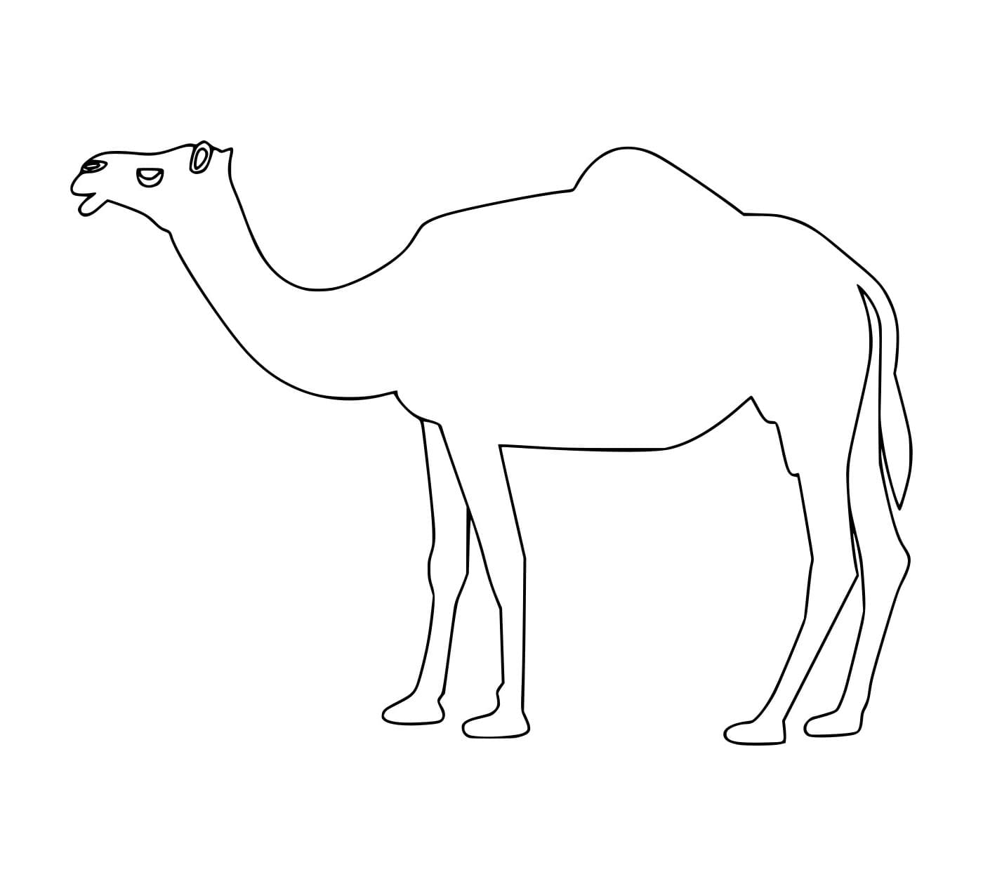 Unta Dromedari bebas