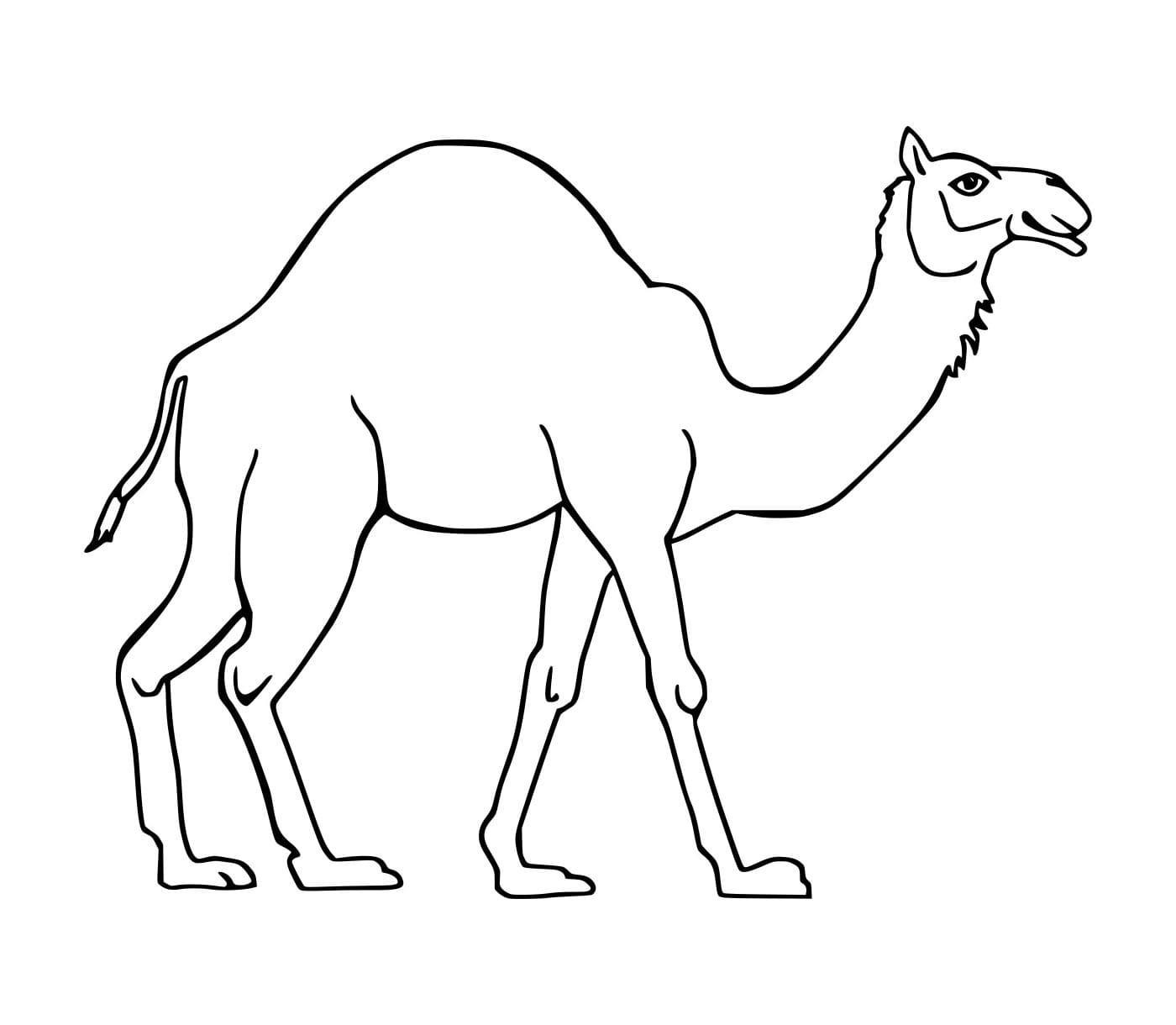 Unta Dromedari Berjalan