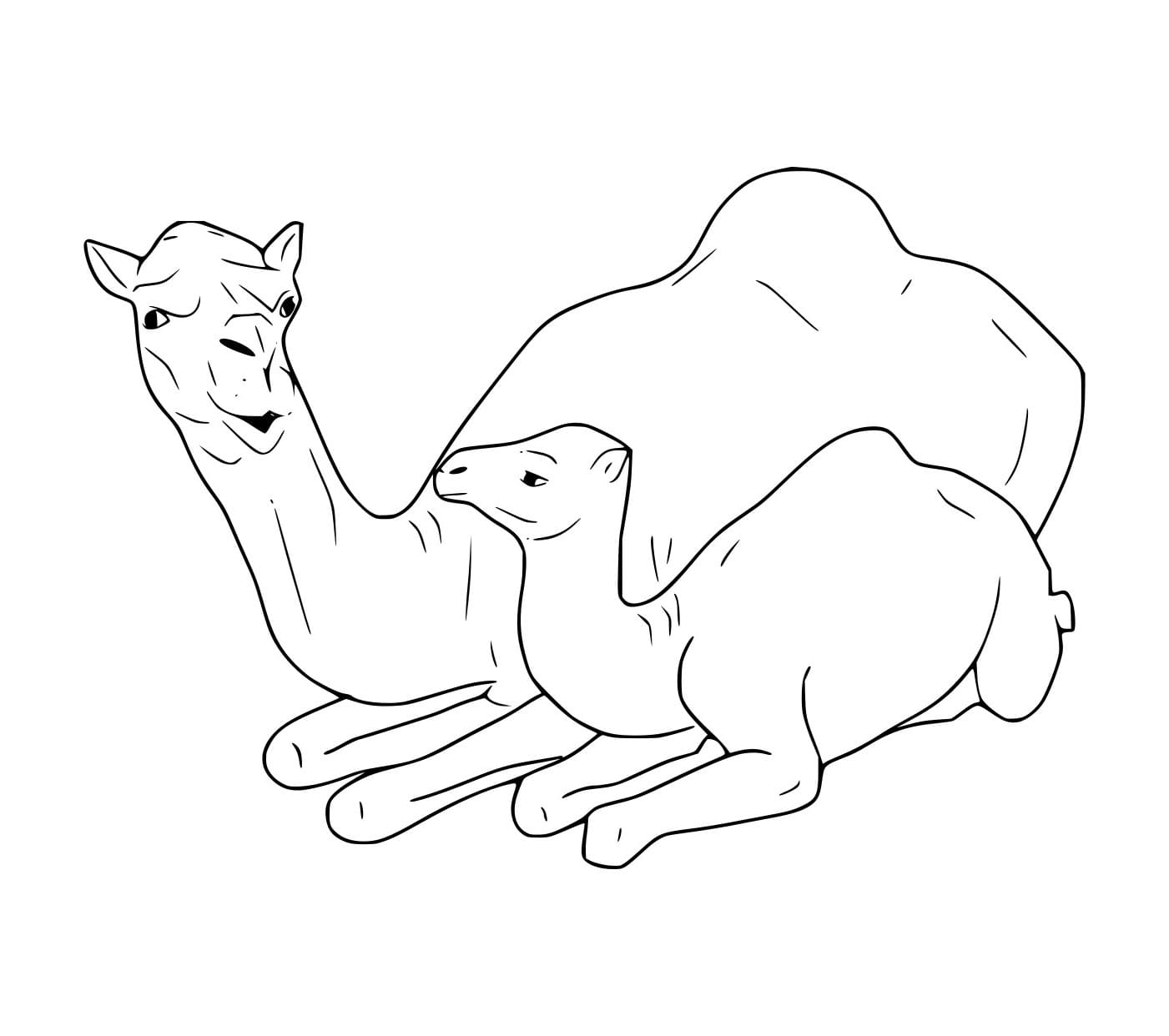 Unta Dromedari dengan Unta Muda