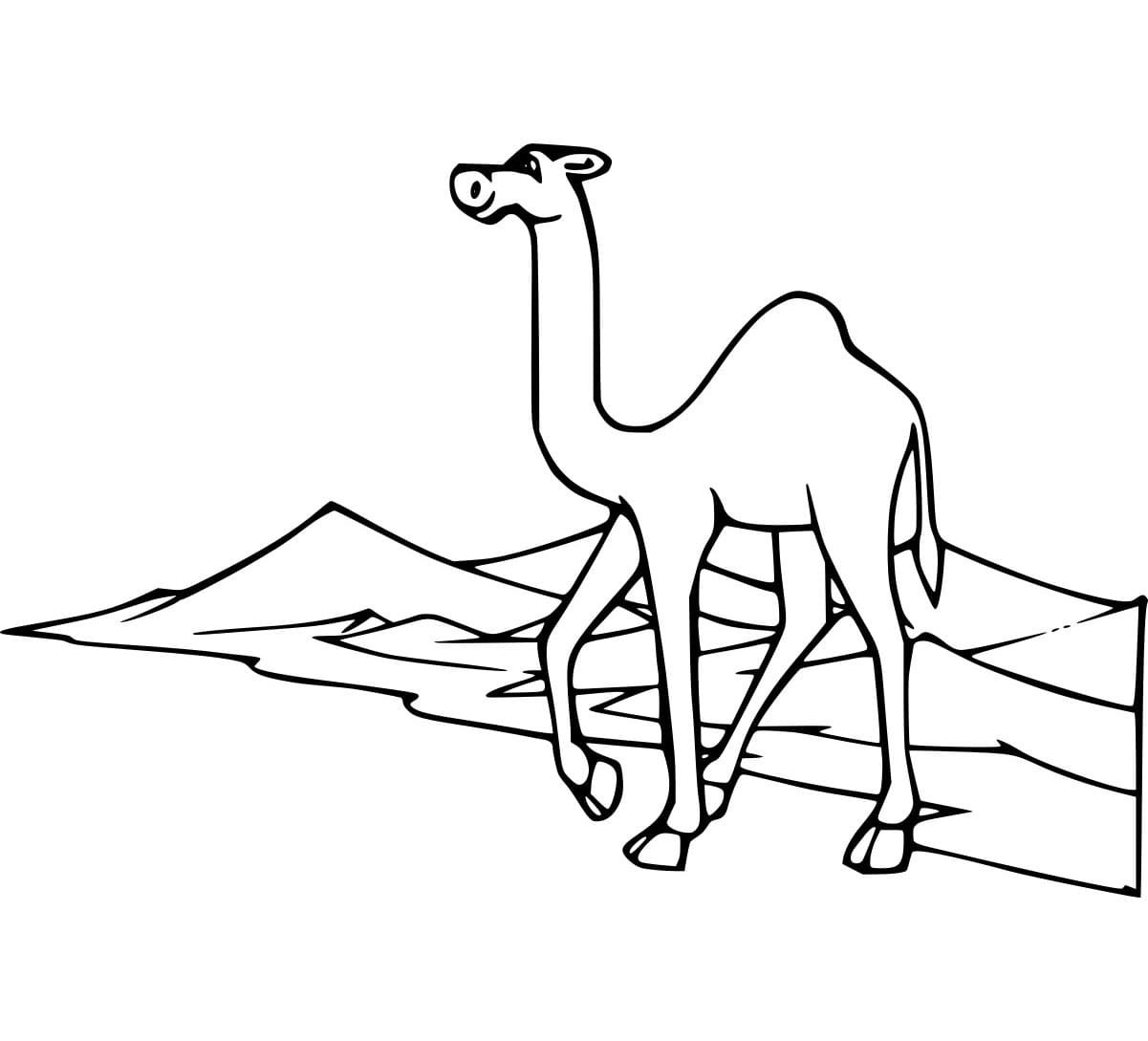 Unta Dromedari di Gurun