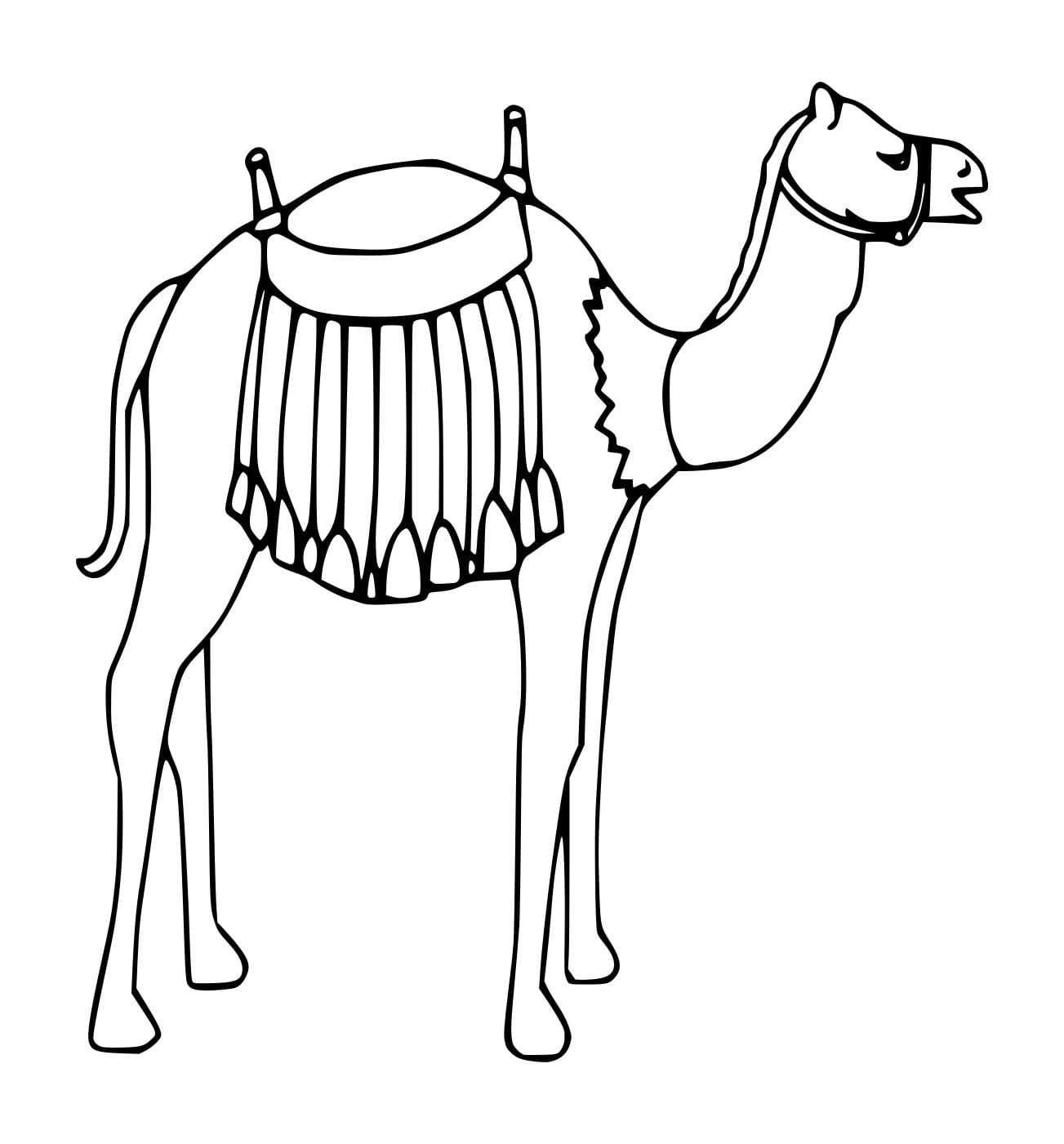 Unta Dromedari Tersenyum